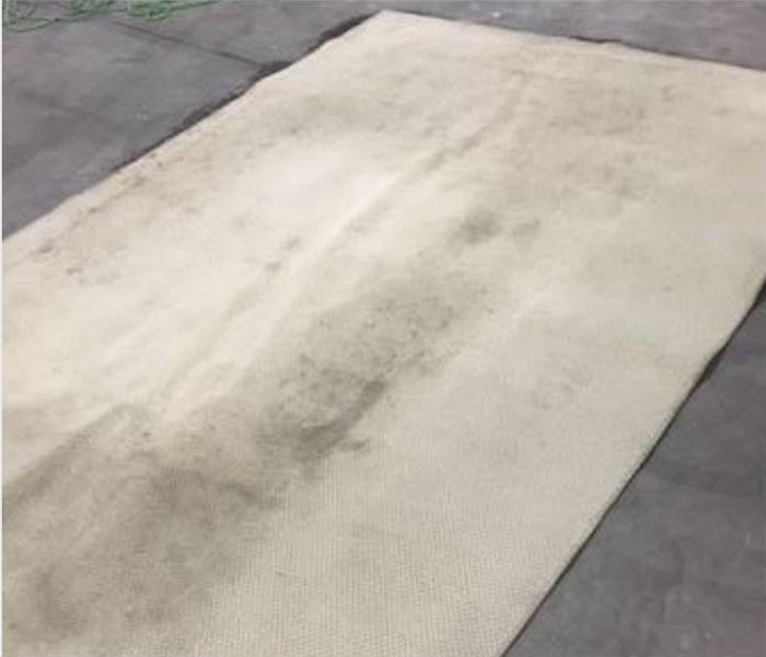 Carpet with mold growth