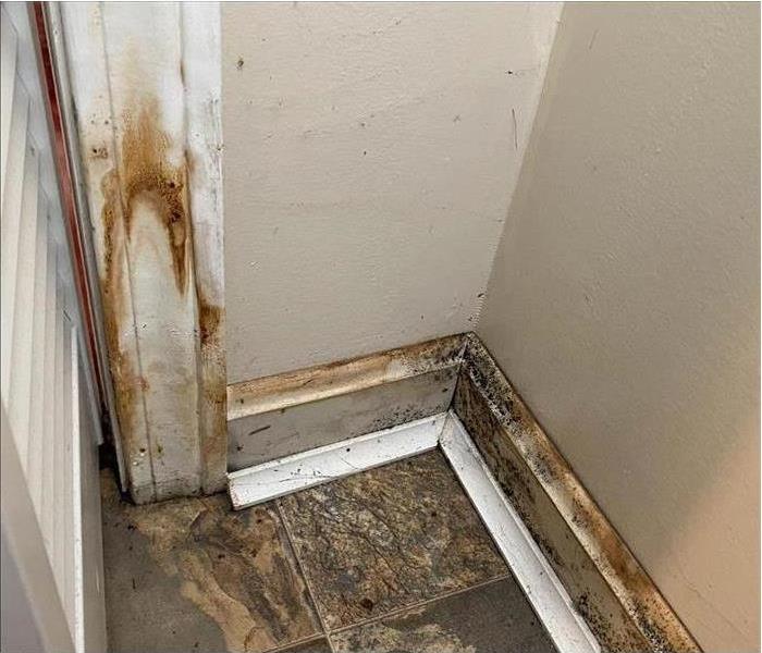 Floor and corner of a wall with mold growth.